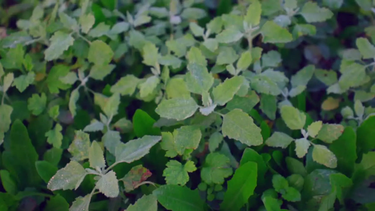 Green plants with morning dew on its leaves top down view with left rotation movement slow motion