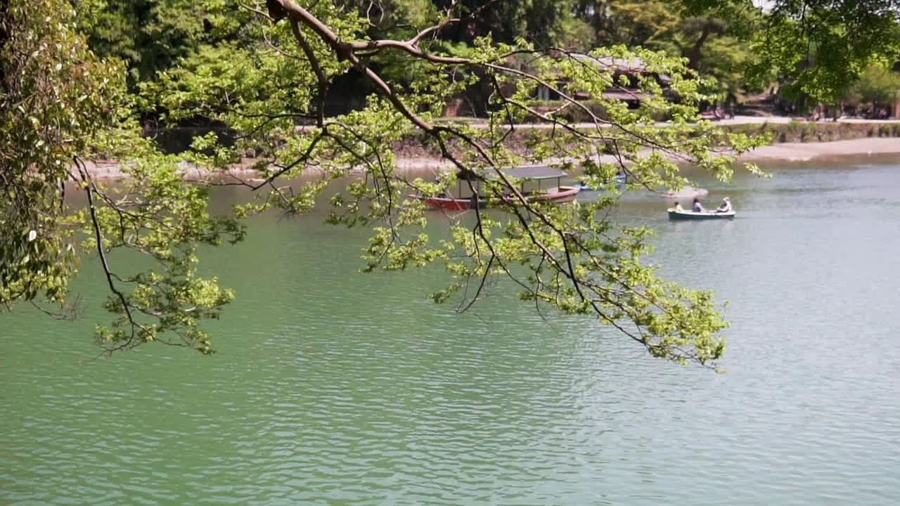 Branches blow in wind boats on Katsura river in background Kyoto