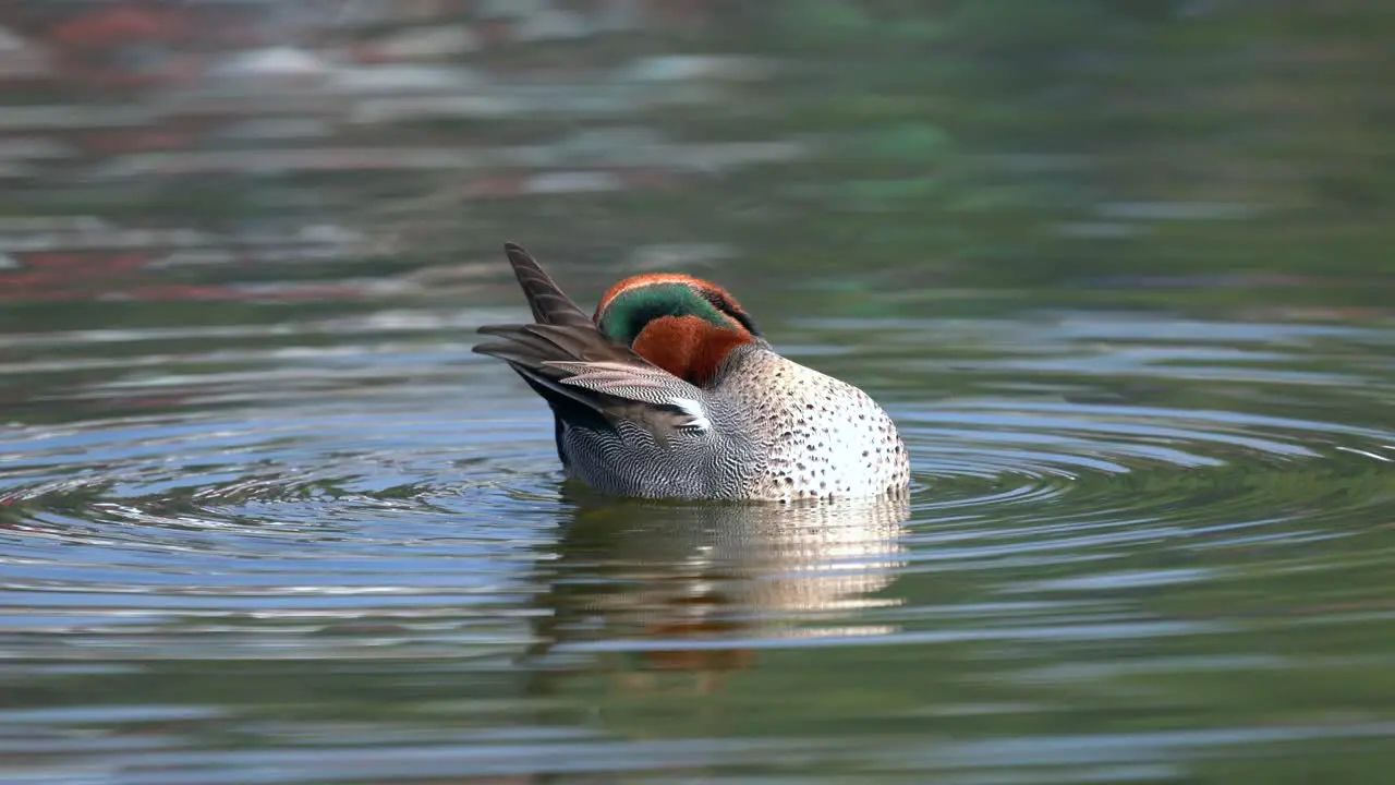 A green winged teal swimming around in a lake in the morning light while preening its feathers