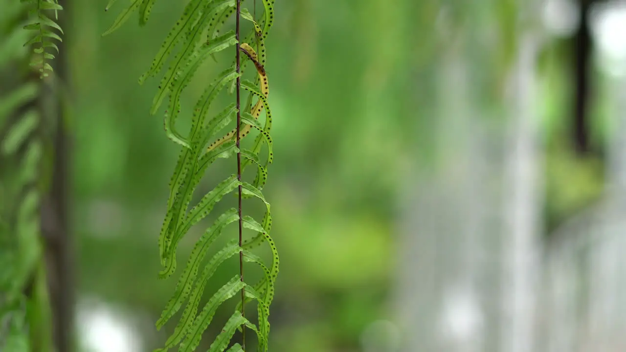 Fern leaf in the garden