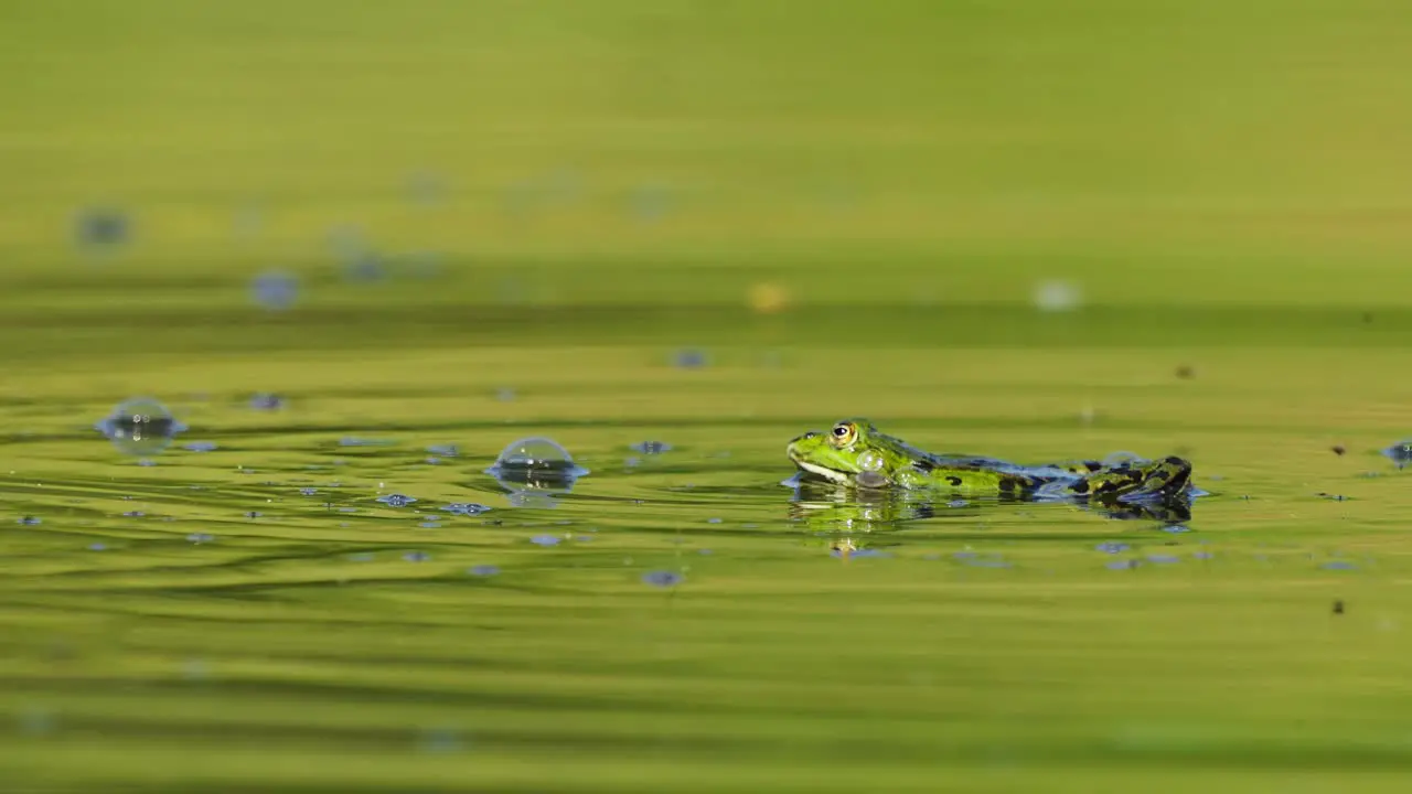 Green Frog Floating In Reflective Pond With Bubbles With Flies Going Past