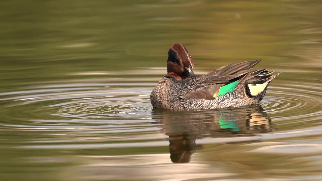 A green winged teal preening its feathers while swimming in a lake in the morning light