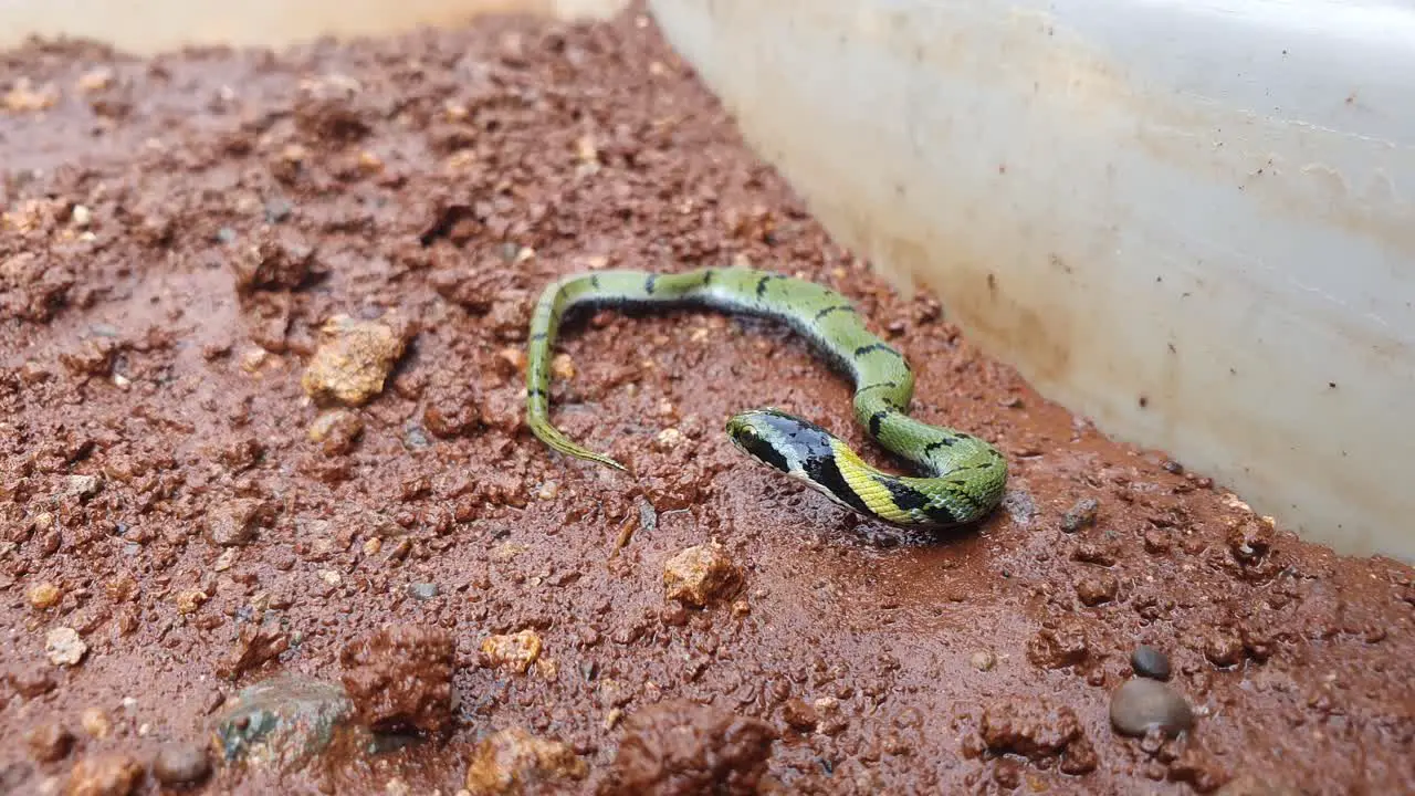 The Indian grass snake or Green keelback  is a non-venomous species of snake with its beautiful patterned skin found in parts of Asia known as Gavtya snake in most parts of India