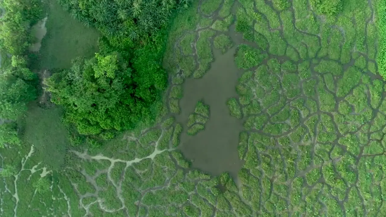 Thalangama Green wetland in Sri Lanka