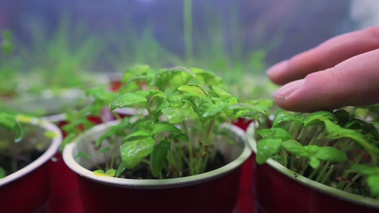 Female hand touches tender little herbs growing at home under grow light