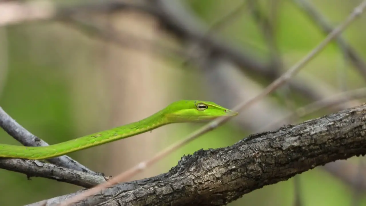 Green whip snake in tree 