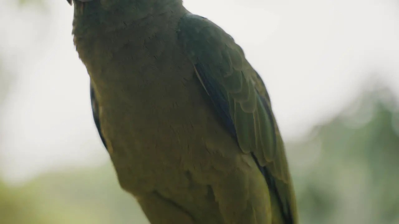 Close Up Of Festive Amazon Parrot With Green Plumage In Ecuador