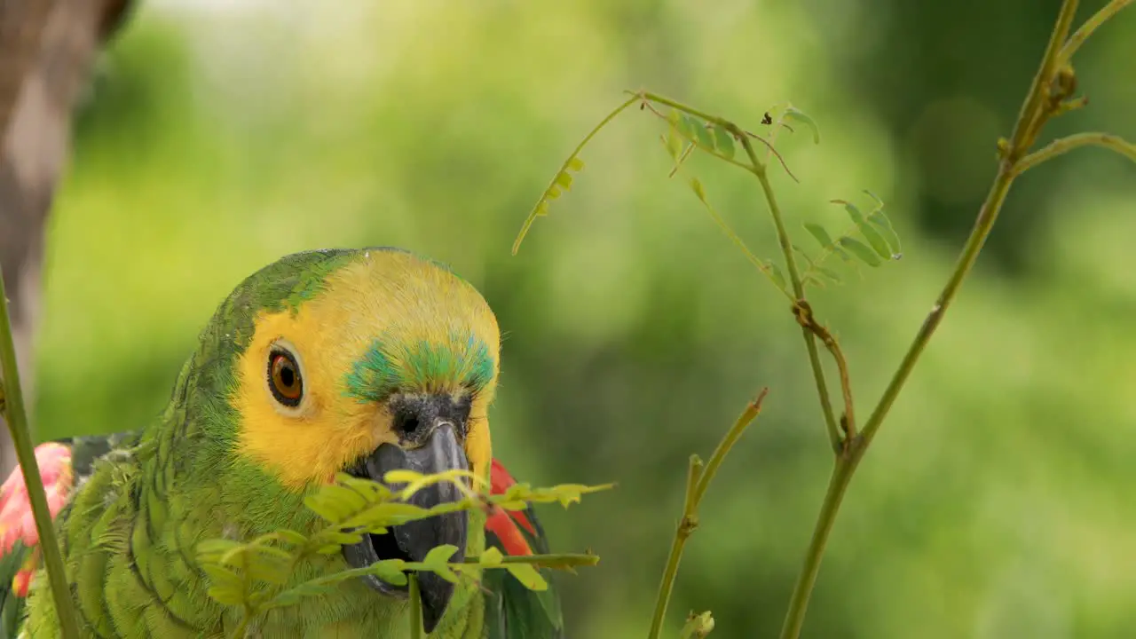 4k close up footage of a green yellow and blue Macaw parrot breaking a twig off of a tree