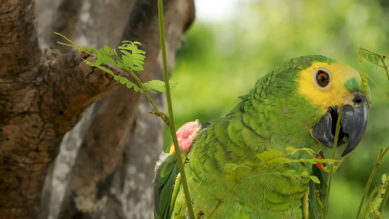 4k close up shot of a green yellow and blue Macaw parrot squawking