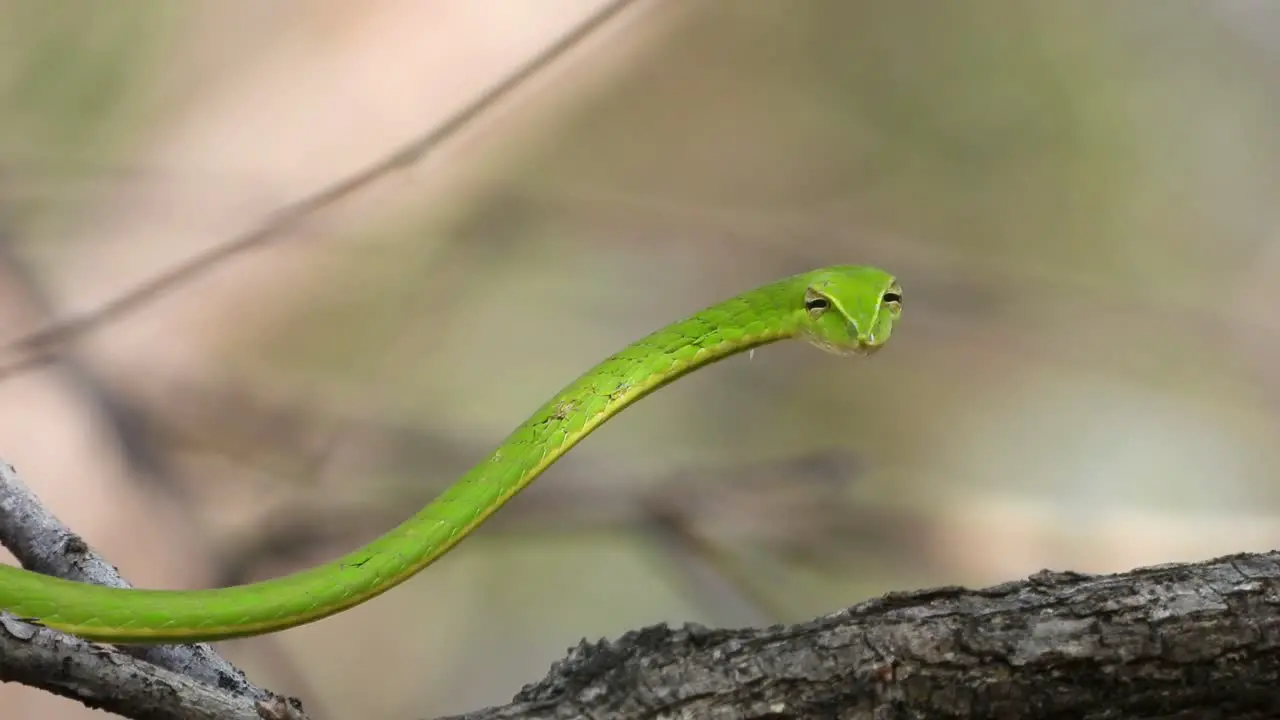 Green whip snake looking 