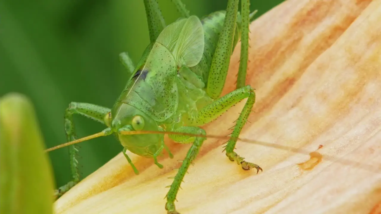 Close Up Of A Green Grasshopper On Flower Petal Outdoor