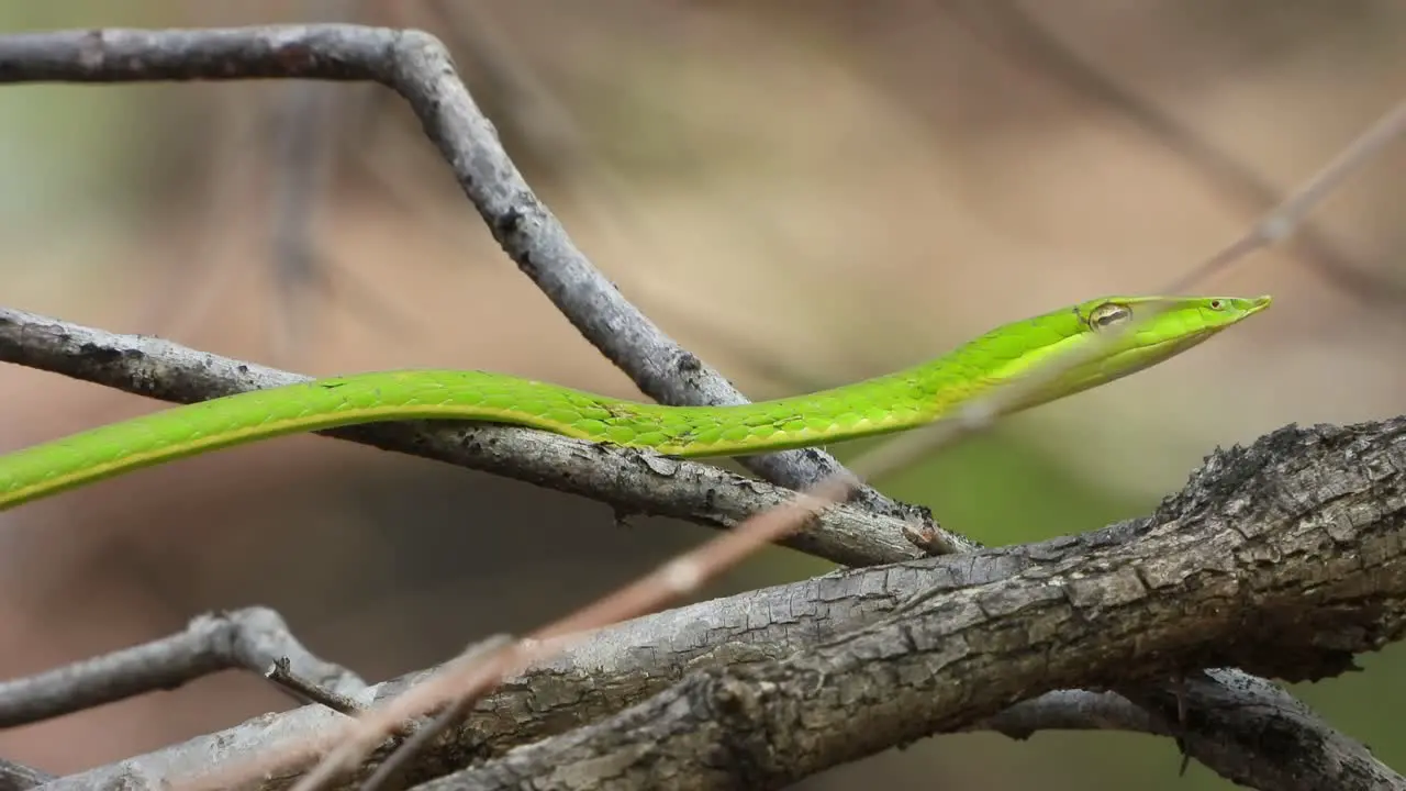 Green whip snake finding food 