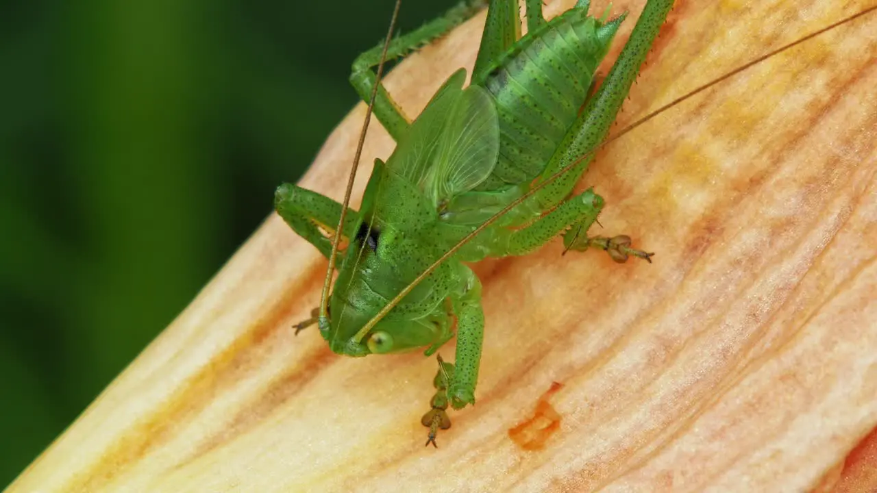 Common Green Grasshopper On A Petal close up