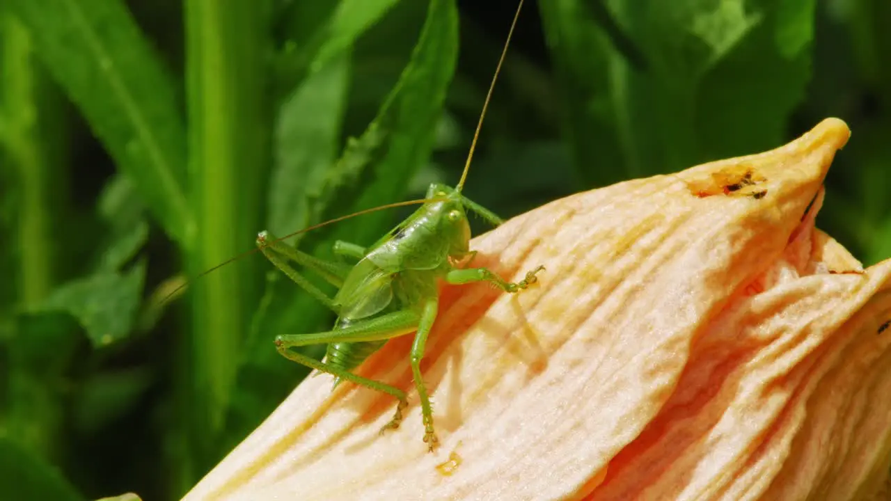 Small Green Grasshopper In Flower macro shot