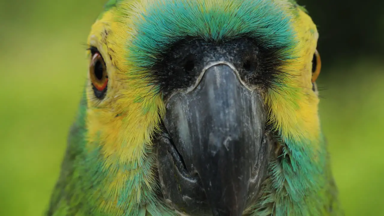 4k close up footage of a Macaw parrot moving it's head