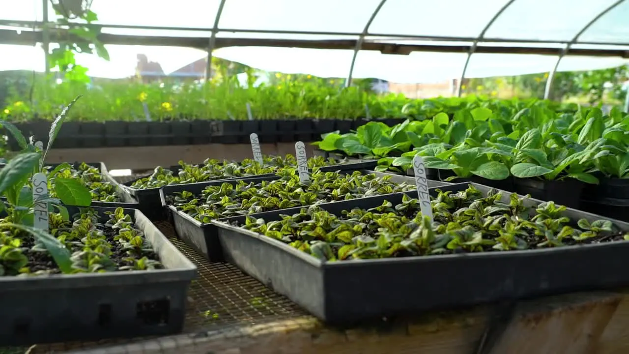 Vegetable plants begin to sprout