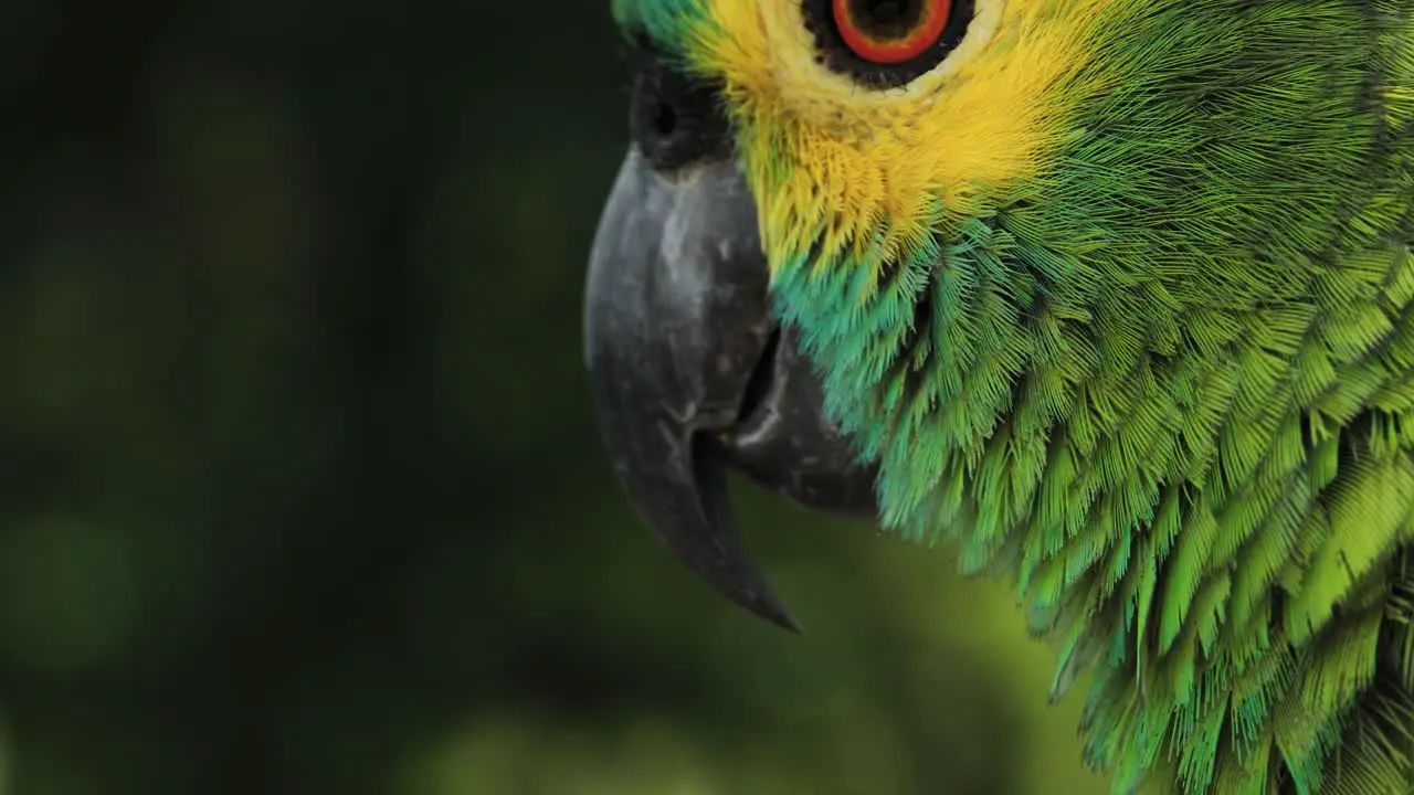 4k close up shot of a Macaw parrot's beak