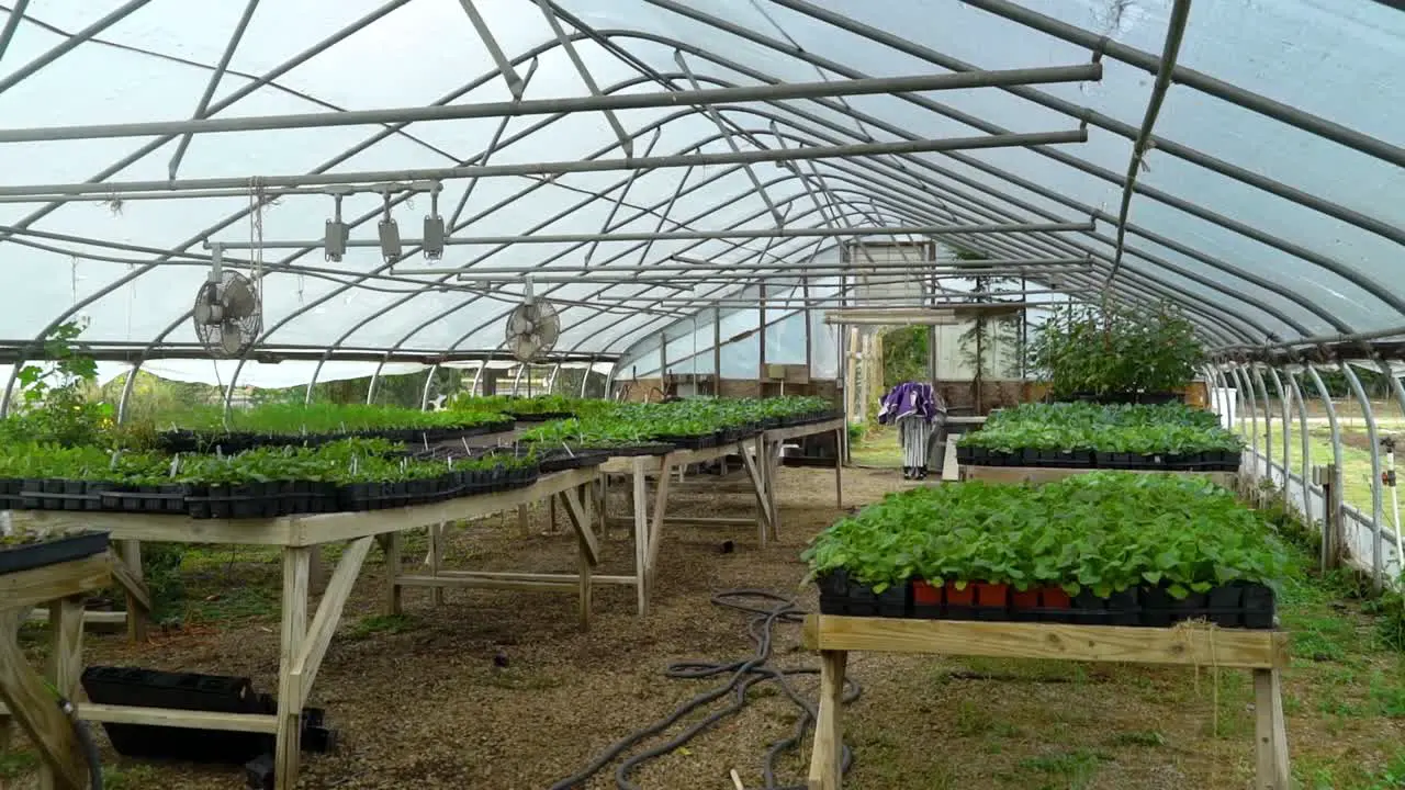 Different vegetable plants grow in a greenhouse