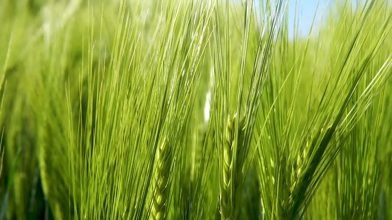 Close up of green grains moving steadily with wind in large fields of barley on bright day