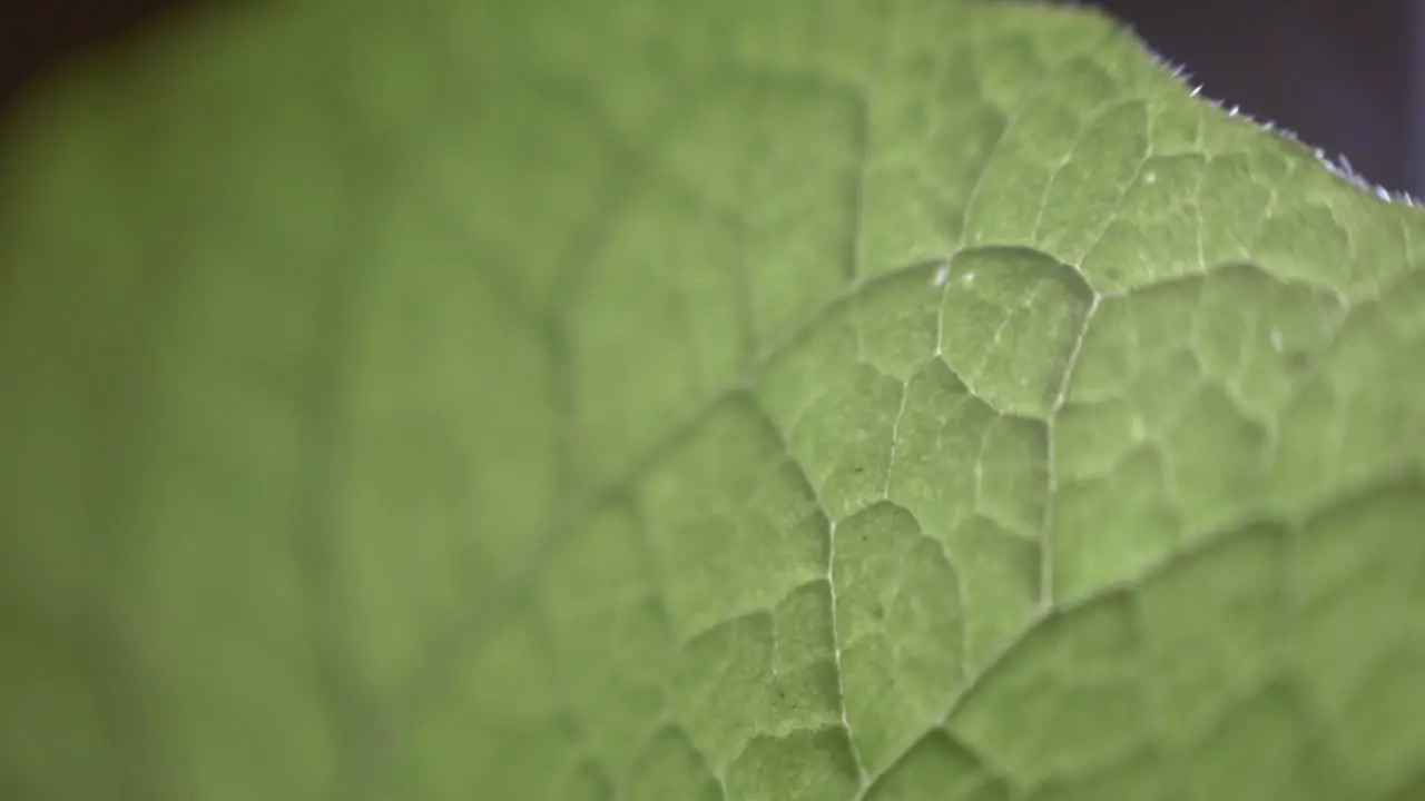 Texture Of Lush Green Leaf rack focus