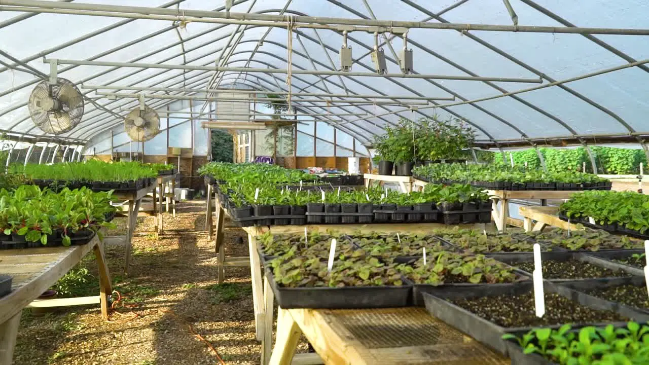 Rows of vegetable plants sit on tables