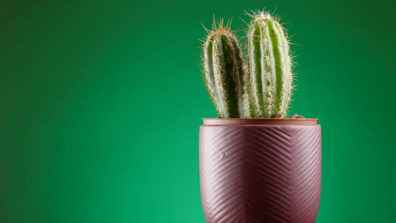 Rotating succulent Cereus cactus plant in vase pot rotating on green plain background