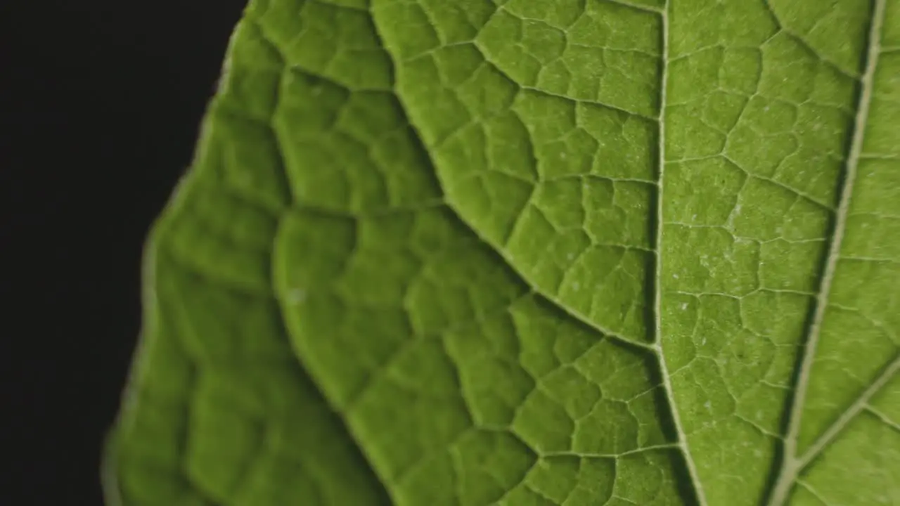 Green Leaf Texture On Black Background