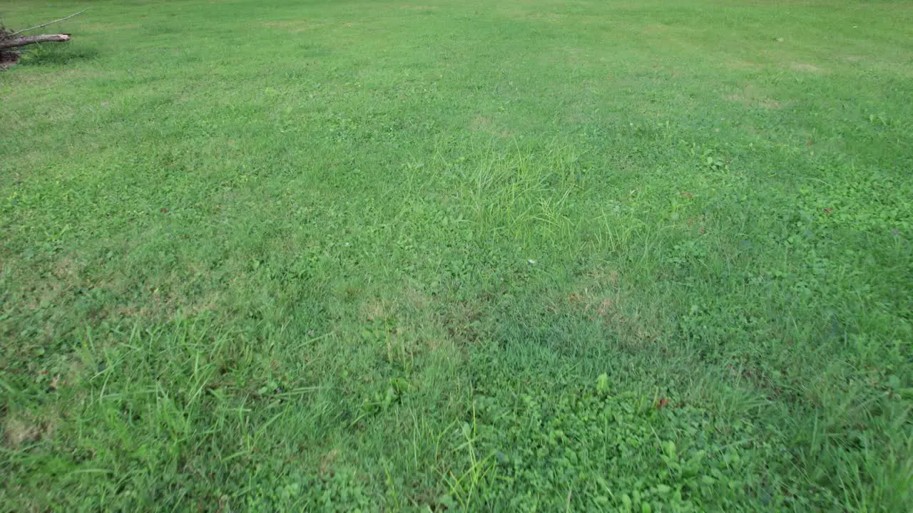 Drone flying above the green grass grown in the park on a sunny day