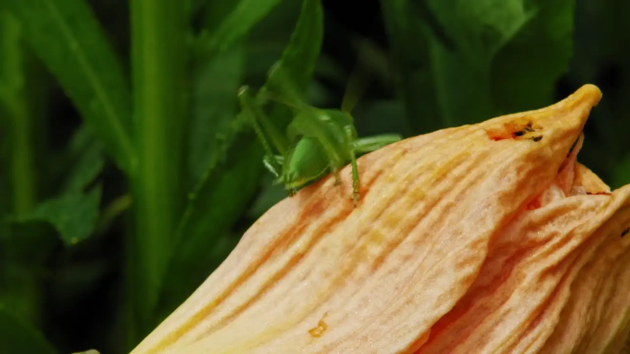 Back View Of A Common Grasshopper On Dry Flower Petals In The Wilderness