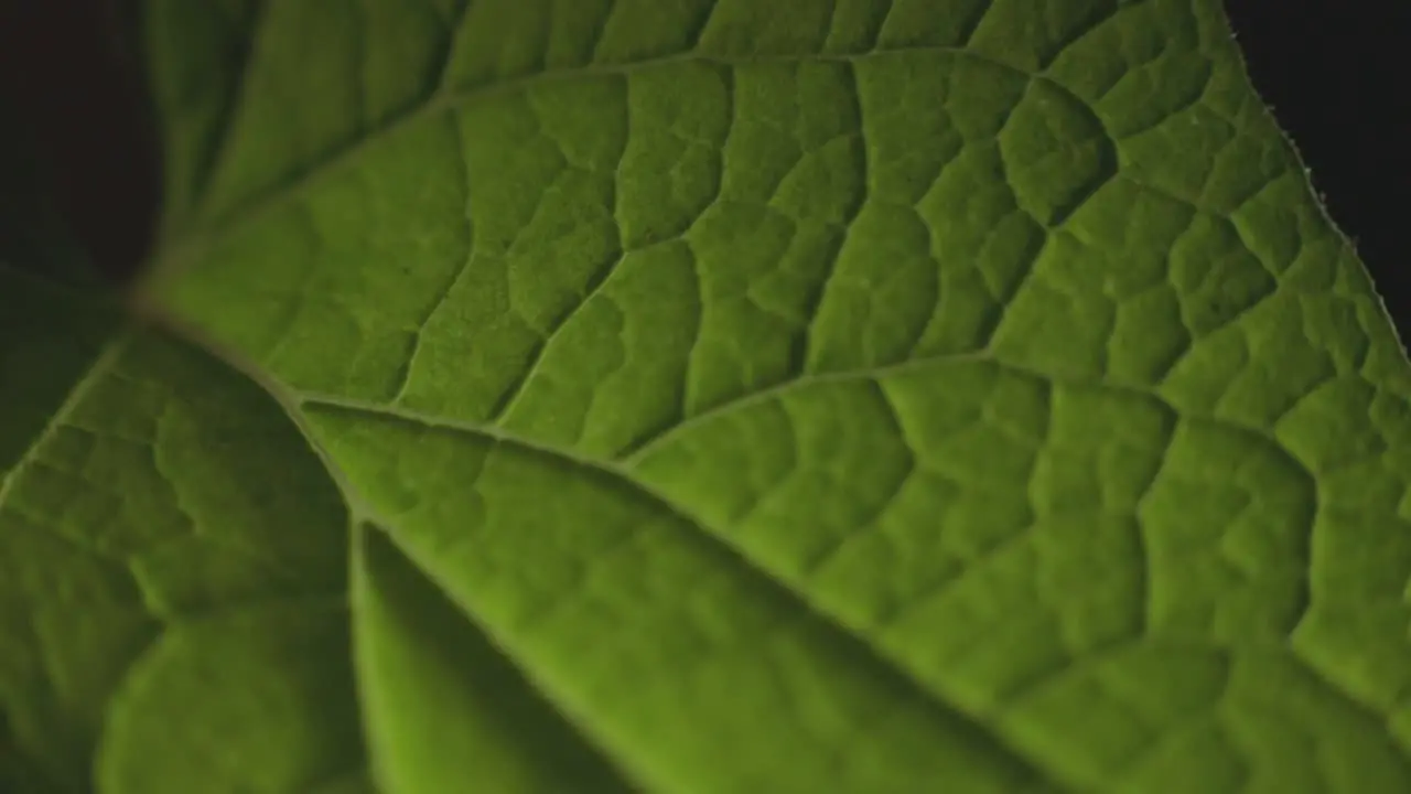 Macro Shot Of A Green Leaf Texture And Fiber Structure close up