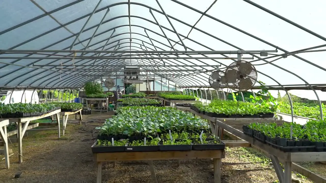 Sprouting vegetable plants are in a greenhouse