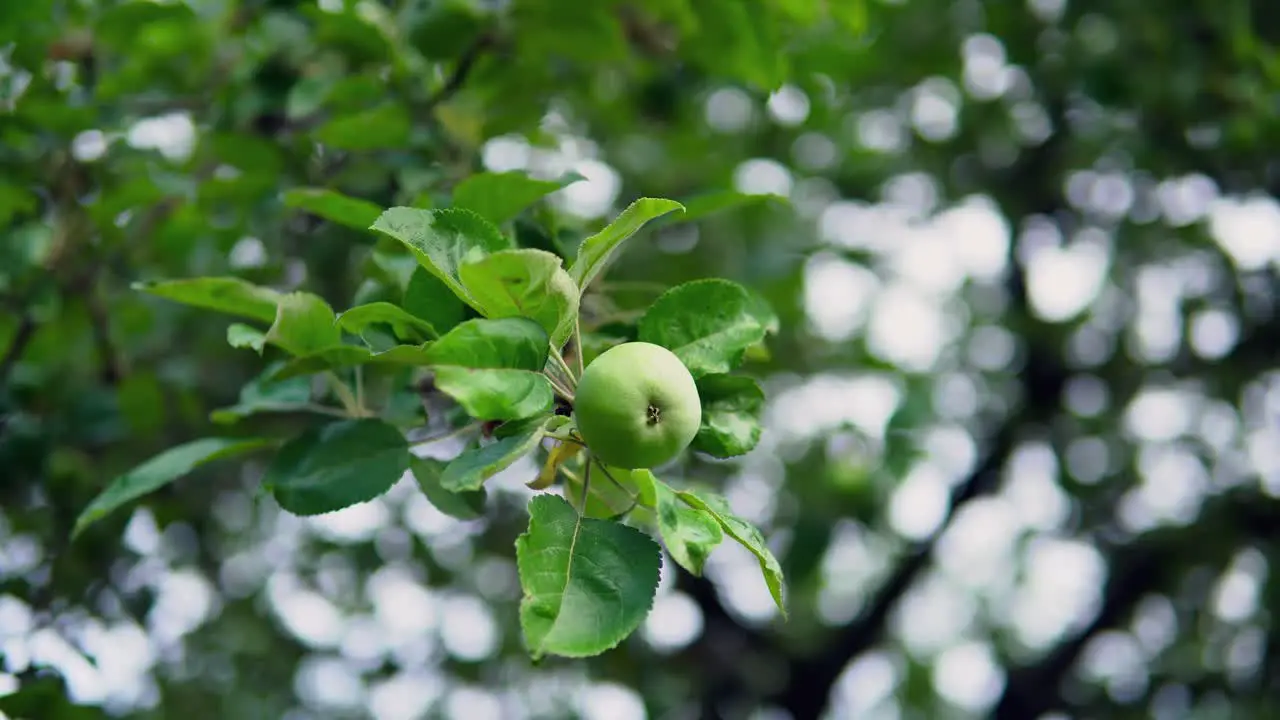 Apple tree branch with green raw apple summer season