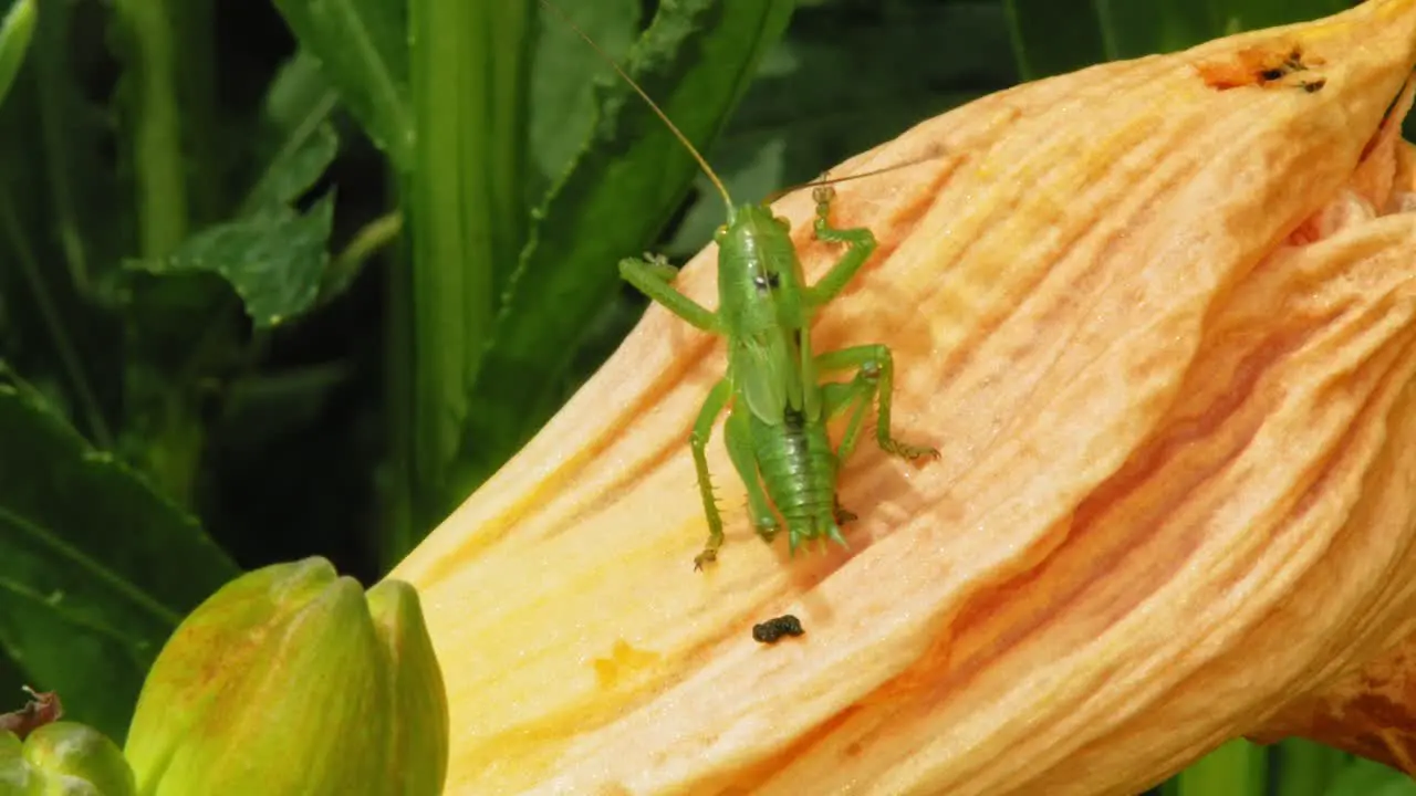 Spotted Green Grasshopper In A Flower macro shot