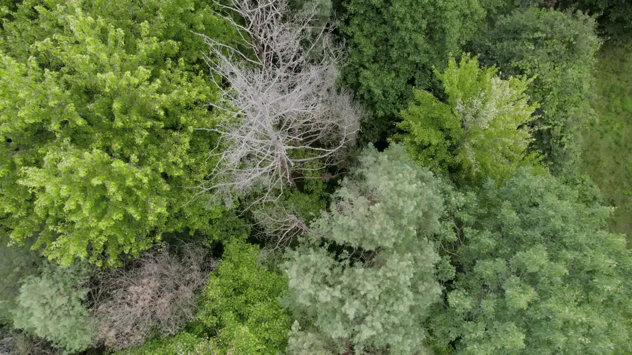 Overhead Shot Of Fantastic Green Trees Landscape In Heart Of Nature