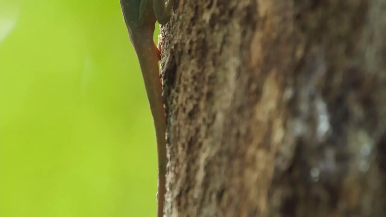 Vertical Slider Shot revealing a Green Anole Lizard backlit from tail to head sitting on a tree bark