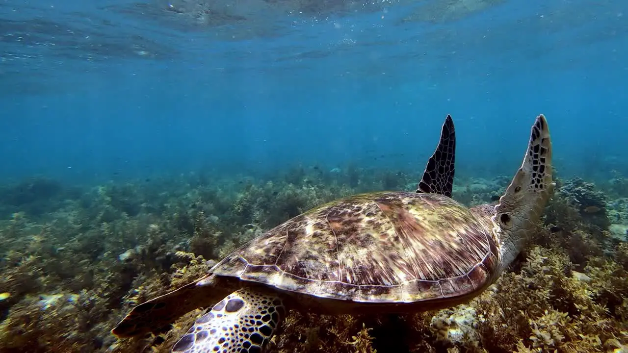 Scuba diving alongside friendly sea turtle in clean ocean