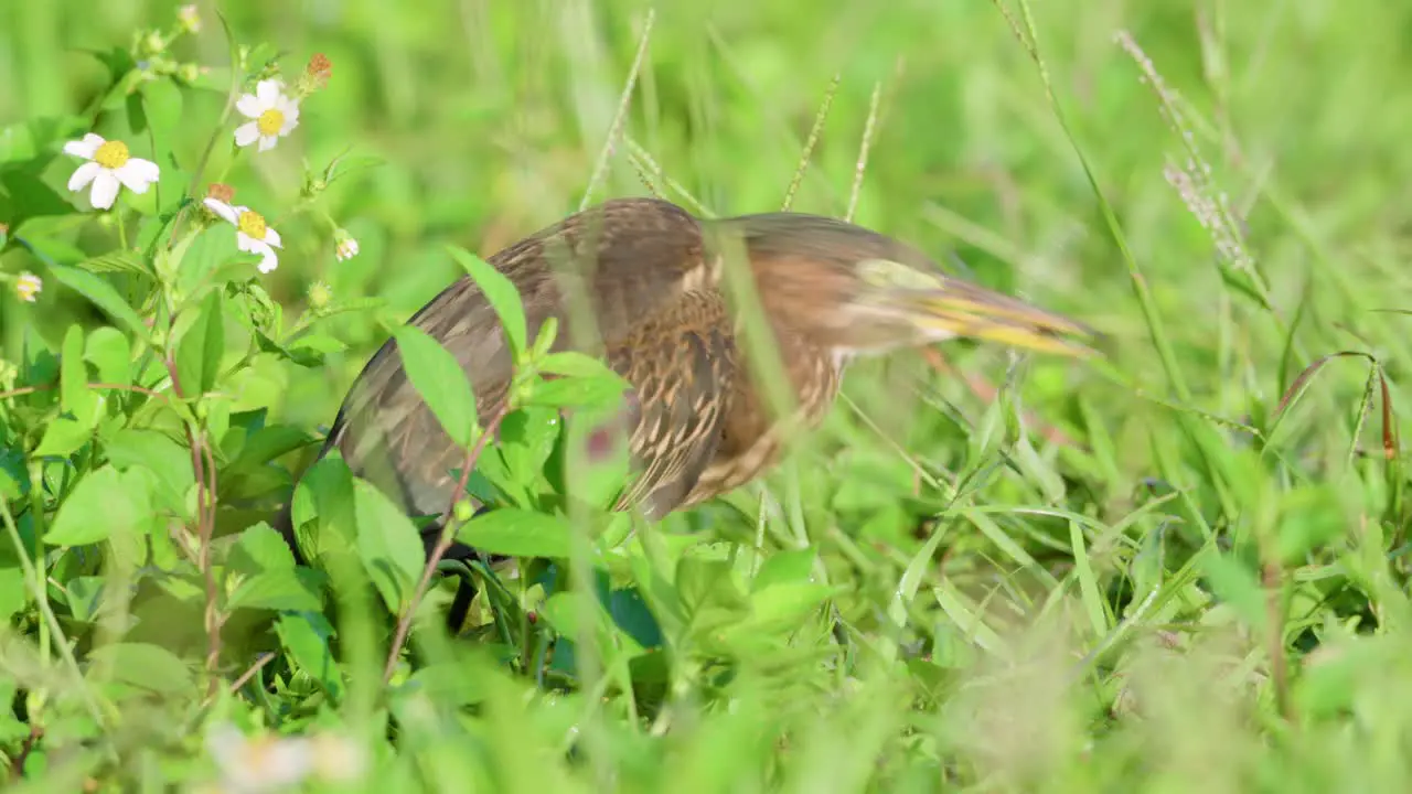 little green heron bird eating dragonfly caught in beak among grass