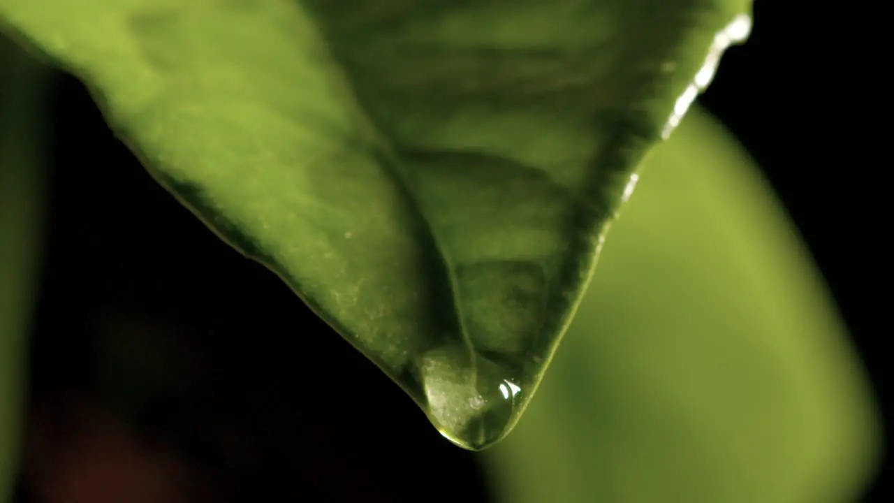 Drop Rain Water follow path leaf plant at nature cycle environment macro extreme close-up slow-motion