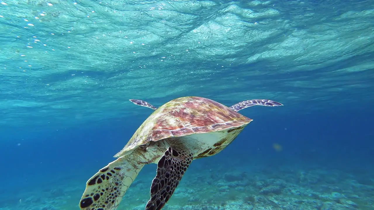 Curious and friendly sea turtle gets close to camera then swims away