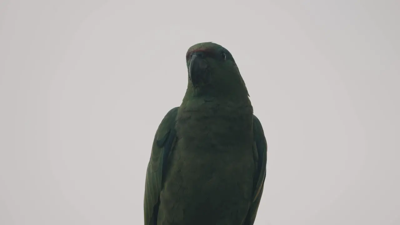 Festive Amazon Parrot With Green Plumage Against Dramatic Sky In Ecuador