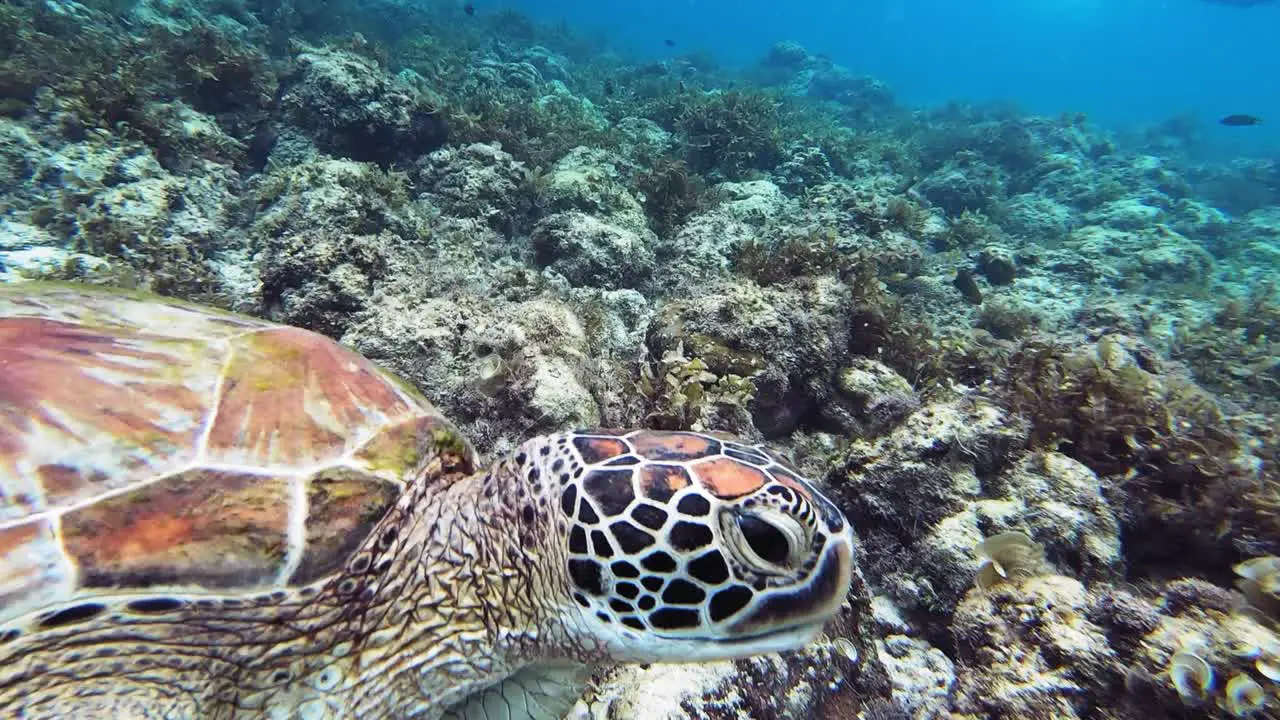 Closeup of beautiful green sea turtle feeding on kelp underwater