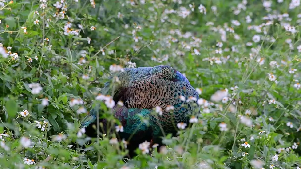 The Green Peafowl is one of the most beautiful birds in Thailand and watching it preening in the middle of flowering plants is a fantastic experience to reminisce