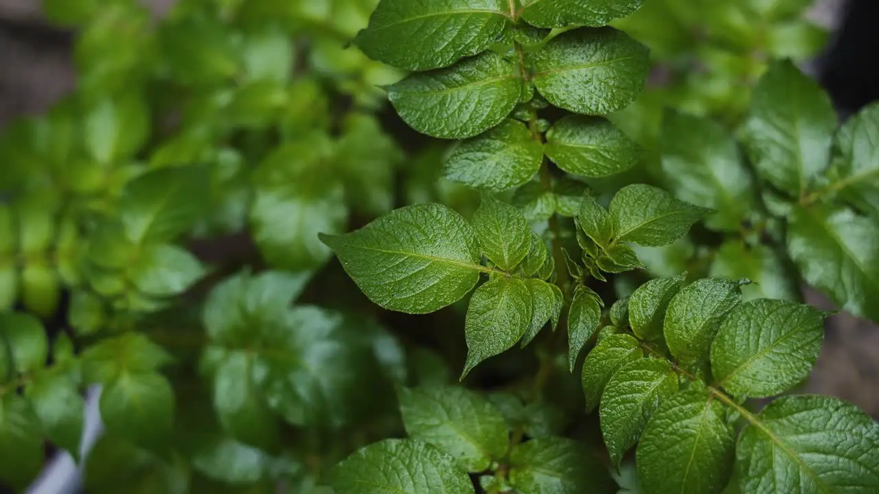 Rain drops falling on to potato plant leaves 4K