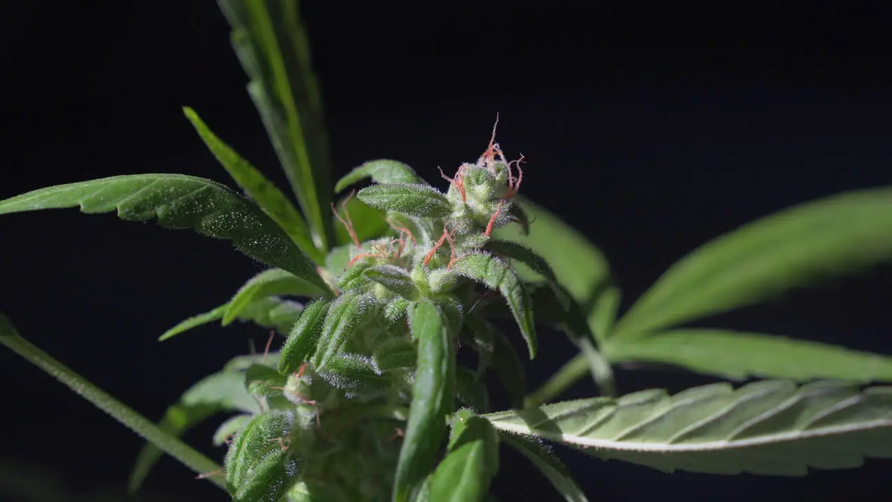 Static shot of the top of a marijuana plant with growing bud in outdoor light