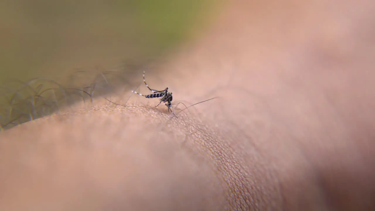 Mosquito bites cause diseases like dengue and malaria