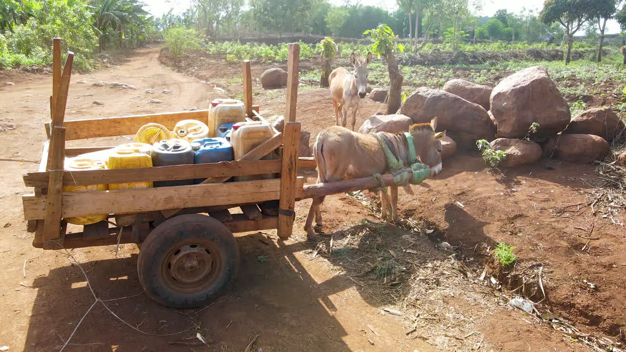 Mule standing in front of farm with equipment on a farm in Kenya