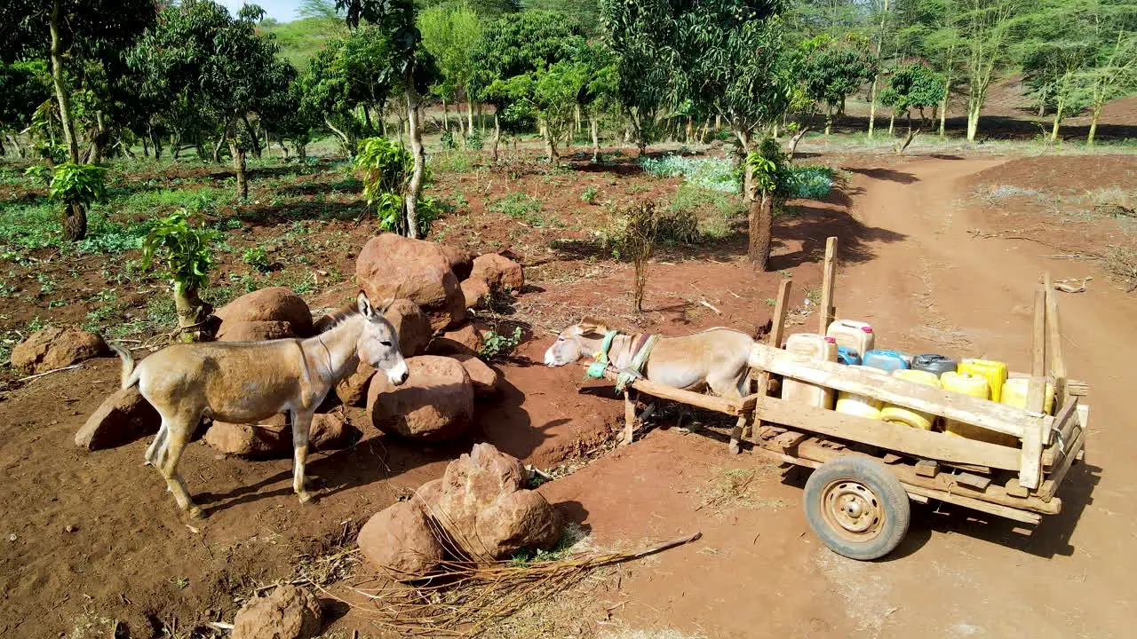 Mules standing in a rural farm in Kenya