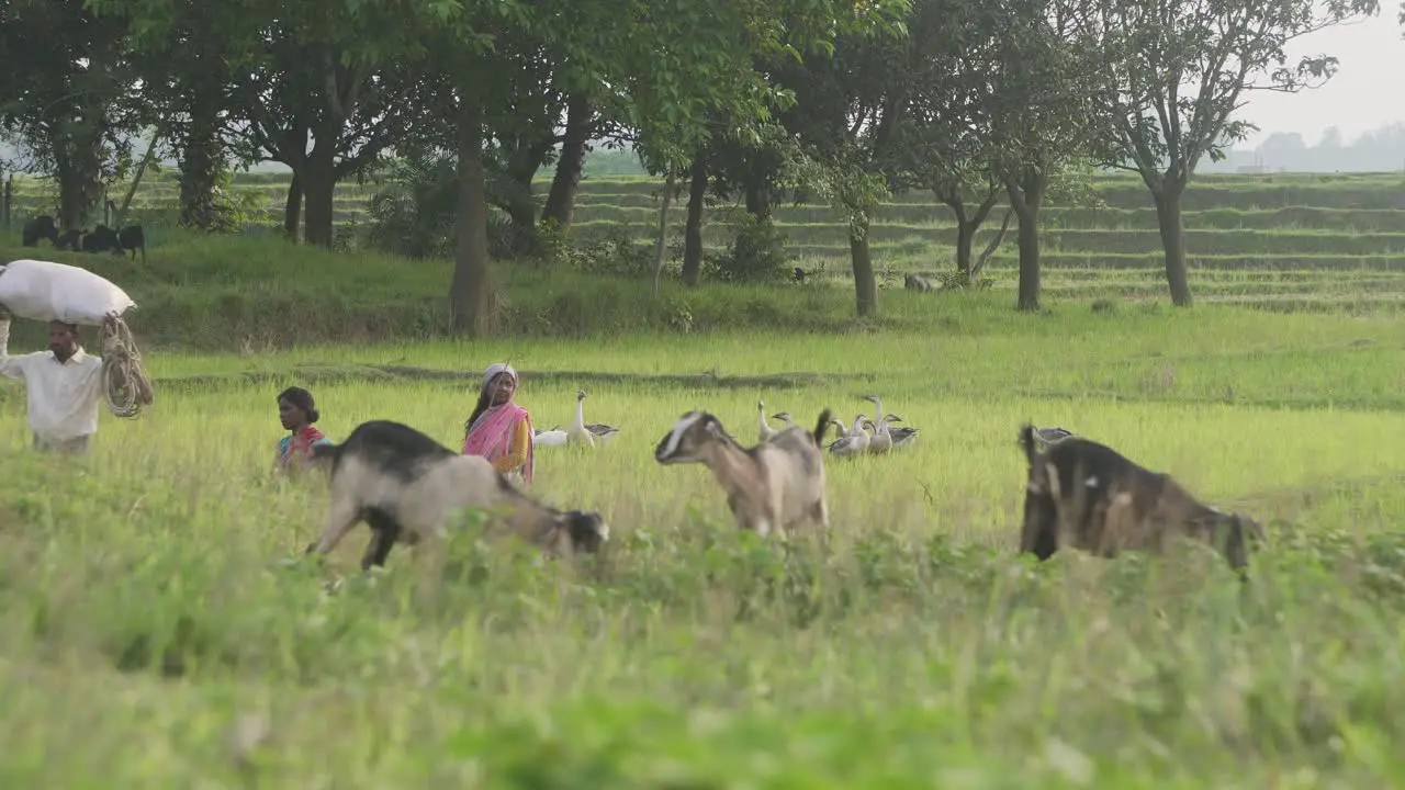 Village farmers working in paddy field with goats and ducks around