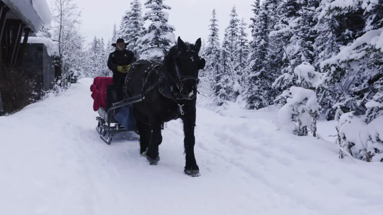 Horse Sleigh Ride in Banff National Park