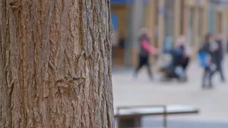 Panning Close Up Shot of Tree Trunk as Pedestrians Walk In Background